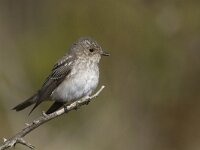 Muscicapa striata 11, Grauwe vliegenvanger, Saxifraga-Mark Zekhuis