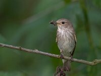 Muscicapa striata 2, Grauwe vliegenvanger, Saxifraga-Luc Hoogenstein : Grauwe vliegenvanger, Soest, Spotted flycatcher, bird, green, prey, voedsel, vogel