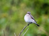 Muscicapa striata 78, Grauwe vliegenvanger, Saxifraga-Bart Vastenhouw
