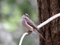 Muscicapa striata 82, Grauwe vliegenvanger, Saxifraga-Bart Vastenhouw