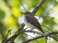 Muscicapa striata 86, Grauwe vliegenvanger, Saxifraga-Bart Vastenhouw