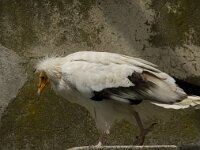 Neophron percnopterus 18, Aasgier, Saxifraga-Jan van der Straaten