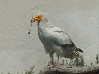 Neophron percnopterus 2, Aasgier, Saxifraga-Jan van der Straaten