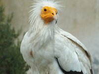 Neophron percnopterus 3, Aasgier, Saxifraga-Jan van der Straaten