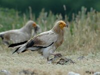 Neophron percnopterus 5, Aasgier, Saxifraga-Joerg Mager