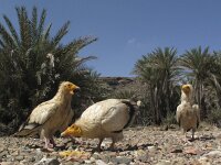 Neophron percnopterus 6, Aasgier, Saxifraga-Rob Felix : Animalia, Aves, Chordata, animal, bird, dier, dieren, gewervelde dieren, vertebraat, vertebrate, vogel, vogels