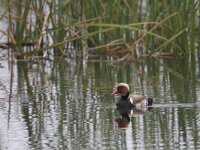 Netta rufina 18, Krooneend, Saxifraga-Luc Hoogenstein  Krooneend, Red-chested Pochard, Netta rufina : wild, meer, zoet water, red bill, Netta rufina, nature, drake, spring, april, eend, coast, water, Krooneend, mannetje, Europa, lente, Portugal, wilde vogel, mooi, Zuid-Europa, Red-chested Pochard, rode snavel, natuur, Algarve, duck, beautiful, voorjaar, Iberisch Schiereiland, male, freshwater, lake, kust