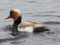 Netta rufina 23, Krooneend, Saxifraga-Peter Meininger