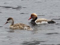 Netta rufina 24, Krooneend, Saxifraga-Peter Meininger