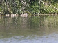 Netta rufina 32, female with juveniles, Krooneend, Saxifrfaga-Mark Zekhuis