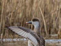 Netta rufina 47, Krooneend, adult, female, Saxifraga-Theo Verstrael