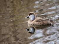 Netta rufina 49, Krooneend, adult, female, Saxifraga-Theo Verstrael