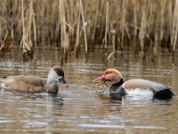 Netta rufina 52, Krooneend, adult, pair, Saxifraga-Theo Verstrael