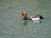 Netta rufina 6, Krooneend, male, Saxifraga-Jan van der Straaten