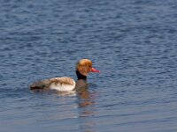 Netta rufina  krooneend : Netta refina