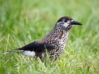 Nucifraga caryocatactes 11, Notenkraker, Saxifraga-Bart Vastenhouw