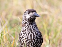 Nucifraga caryocatactes 14, Notenkraker, Saxifraga-Bart Vastenhouw