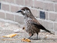 Nucifraga caryocatactes 24, Notenkraker, Saxifraga-Bart Vastenhouw