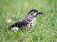 Nucifraga caryocatactes 26, Notenkraker, Saxifraga-Bart Vastenhouw