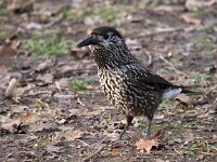 Nucifraga caryocatactes 29, Notenkraker, Saxifraga-Hans Dekker