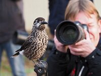 Nucifraga caryocatactes 32, Notenkraker, Saxifraga-Hans Dekker