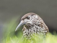 Nucifraga caryocatactes 37, Notenkraker, Saxifraga-Luuk Vermeer