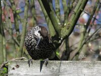 Nucifraga caryocatactes 45, Notenkraker, Saxifraga-Henk Sierdsema