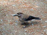 Nucifraga caryocatactes 6, Notenkraker, Saxifraga-Jeroen Willemsen