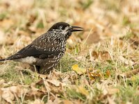 Nucifraga caryocatactes 61, Notenkraker, adult, Saxifraga-Theo Verstrael