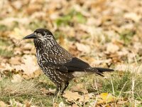 Nucifraga caryocatactes 63, Notenkraker, adult, Saxifraga-Theo Verstrael