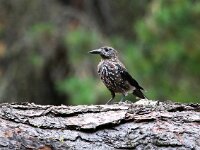 Nucifraga caryocatactes 7, Notenkraker, Saxifraga-Bart Vastenhouw