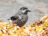 Nucifraga caryocatactes 9, Notenkraker, Saxifraga-Bart Vastenhouw