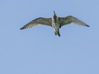 Numenius arquata 113, Wulp, adult, Saxifraga-Theo Verstrael