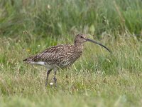 Wulp, Curlew  Wulp, Curlew : Curlew, Eurasian Curlew, Numenius arquata, Wulp, bird, foeragerend, foraging, grass, grassland, lopend, steltloper, vogel, wader, walking, weide, weidevogel