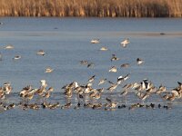 Numenius arquata 78, Wulp, Saxifraga-Mark Zekhuis