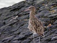 Numenius arquata 82, Wulp, Saxifraga-Bart Vastenhouw