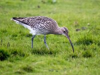 Numenius arquata 90, Wulp, Saxifraga-Bart Vastenhouw