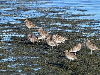 Numenius arquata 98, Wulp, Saxifraga-Tom Heijnen