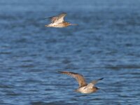 Numenius arquata 99, Wulp, Saxifraga-Tom Heijnen