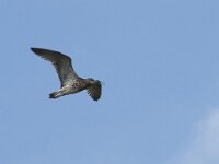 Numenius phaeopus 14, Regenwulp, Saxifraga-Willem van Kruijsbergen