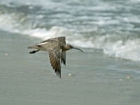 Numenius phaeopus 4, Regenwulp, Saxifraga-Piet Munsterman