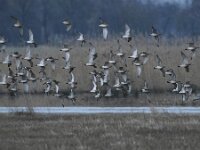 Numenius phaeopus, 13, Regenwulp, Saxifraga-Tom Heijnen