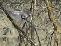 Nycticorax nycticorax 22, Kwak, Saxifraga-Mark Zekhuis