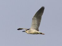 Nycticorax nycticorax 23, Kwak, Saxifraga-Mark Zekhuis