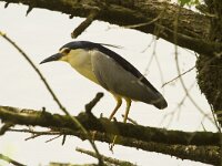 Nycticorax nycticorax 33, Kwak, Saxifraga-Jan Nijendijk