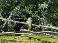 Nycticorax nycticorax 35, Kwak, Saxifraga-Jan Nijendijk