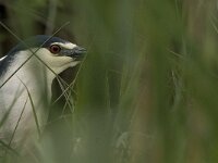Nycticorax nycticorax 9, Kwak, Saxifraga-Jan van der Straaten