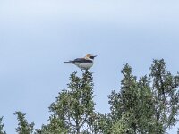Oenanthe hispanica 10, Westelijke blonde tapauit, Saxifraga-Bart Heijne : 2024, Las Bárdenas Reales, Navarra, Oenanthe hispanica, Spanje, april, vakantie, vogel, voorjaar, westelijke blonde tapuit