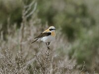 Oenanthe hispanica 14, Westelijke blonde tapuit, Saxifraga-Bart Heijne