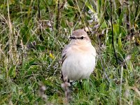 Oenanthe isabellina 14, Izabeltapuit, Saxifraga-Bart Vastenhouw